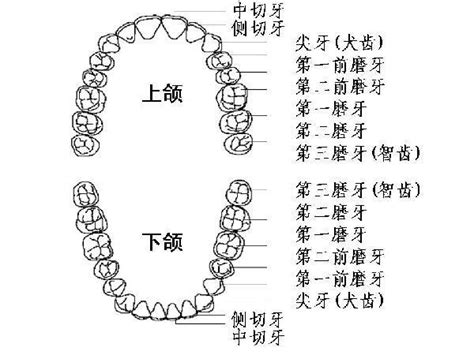 牙齒小顆的人